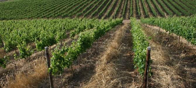Le Joubert / WINES